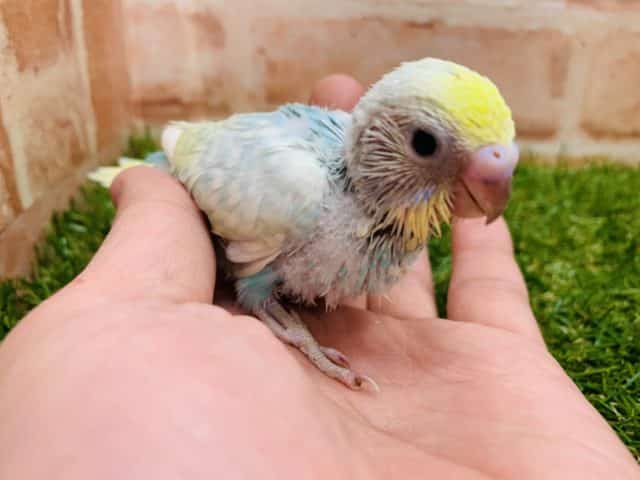 セキセイインコ