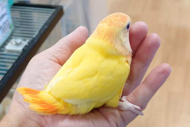 コザクラインコ（小桜インコ）