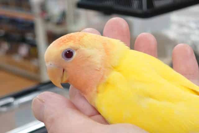 コザクラインコ（小桜インコ）