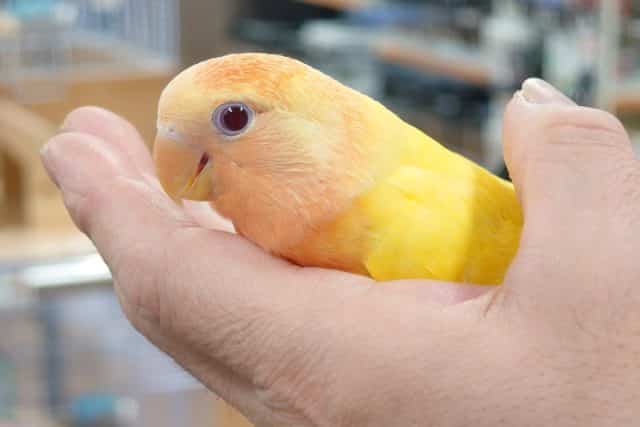 コザクラインコ（小桜インコ）