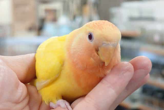 コザクラインコ（小桜インコ）