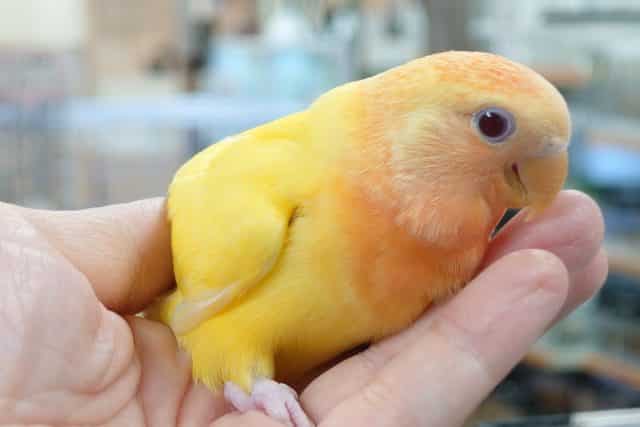 コザクラインコ（小桜インコ）