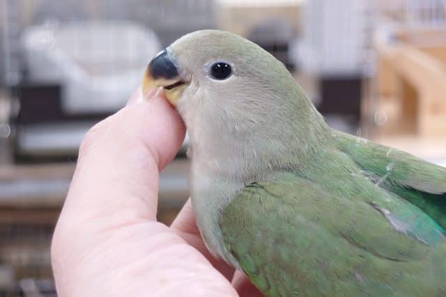 コザクラインコ（小桜インコ）