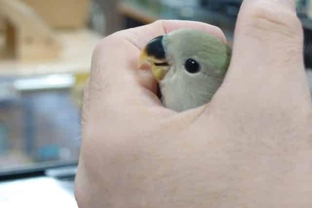 コザクラインコ（小桜インコ）