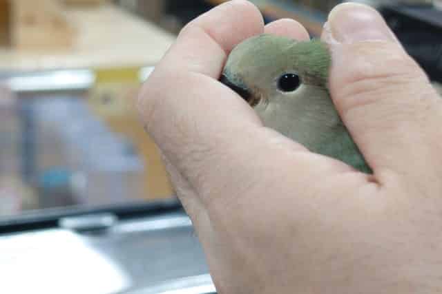 コザクラインコ（小桜インコ）