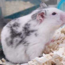 最新画像になります☆8/26おっとりさん！？カラーハムスター(男の子)