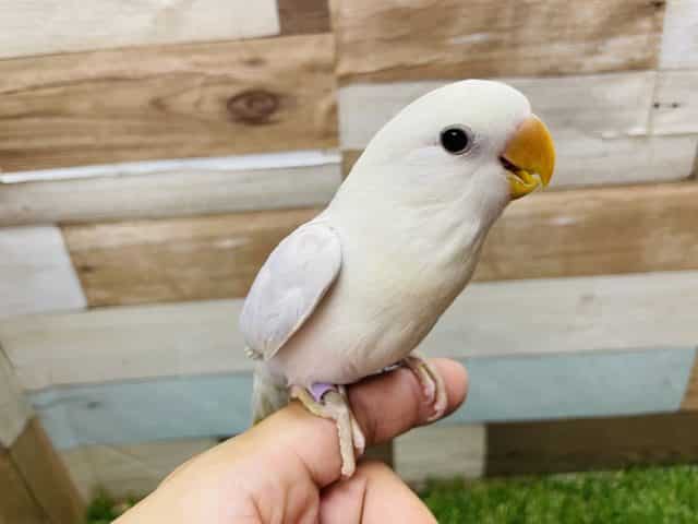 コザクラインコ（小桜インコ）