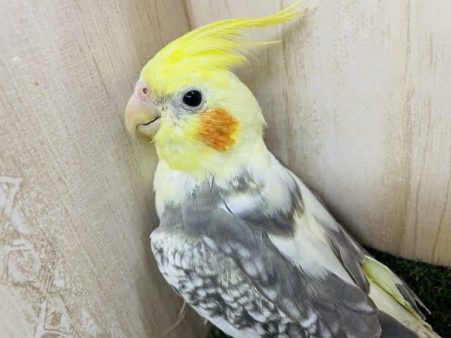 最新画像になりますよ！！オカメインコパールパイドです