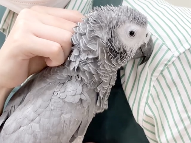 ヨウム の販売一覧 東京からもほど近い 千葉県 神奈川県 埼玉県のペットショップ