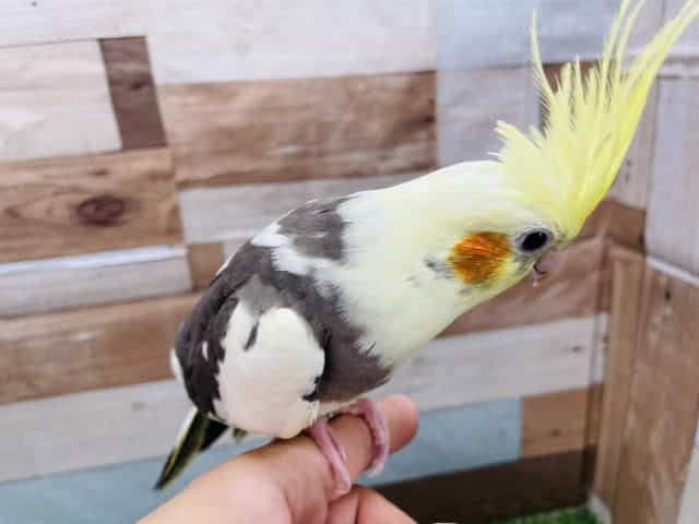 オカメインコ