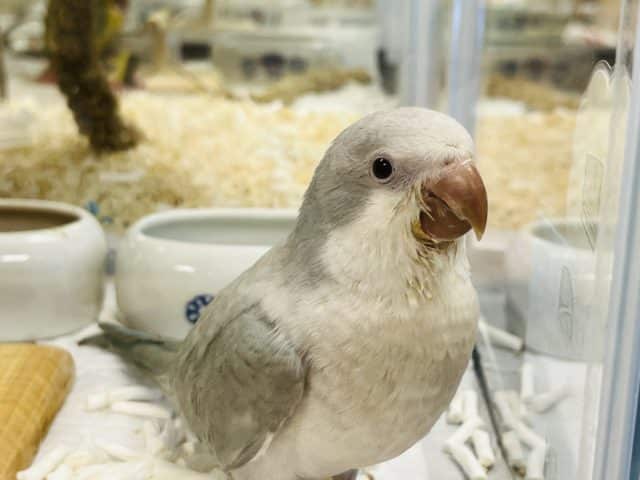 オキナインコ