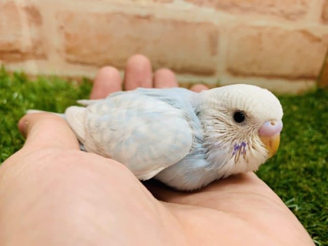 素敵なスパンコール！　セキセイインコ　スパングル入舎です！Ｒ４　８／４撮影