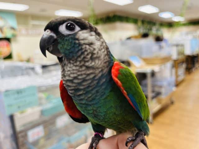 アオシンジュウロコインコ　