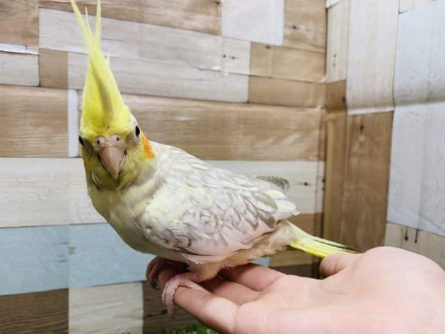 オカメインコ