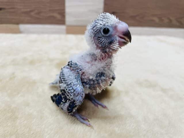 これからの成長が楽しみなヒナヒナさん！セキセイインコのバイオレットオパーリンカラー！