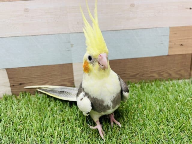 オカメインコ