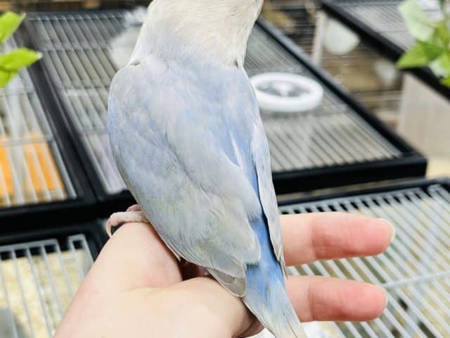 コザクラインコ（小桜インコ）