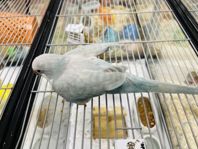 オキナインコ