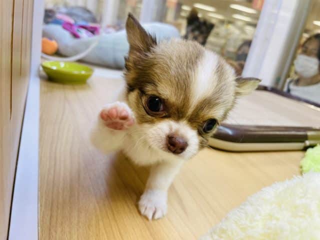 極小のかわい子ちゃん♥チワワちゃん！