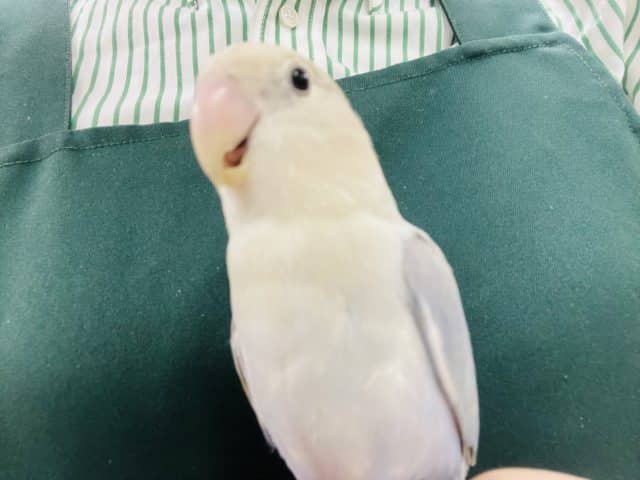 コザクラインコ（小桜インコ）