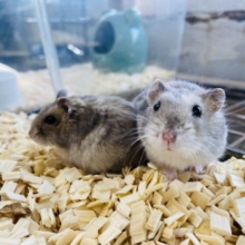 期間限定！まるっともちもちハムスターフェア開催中♪