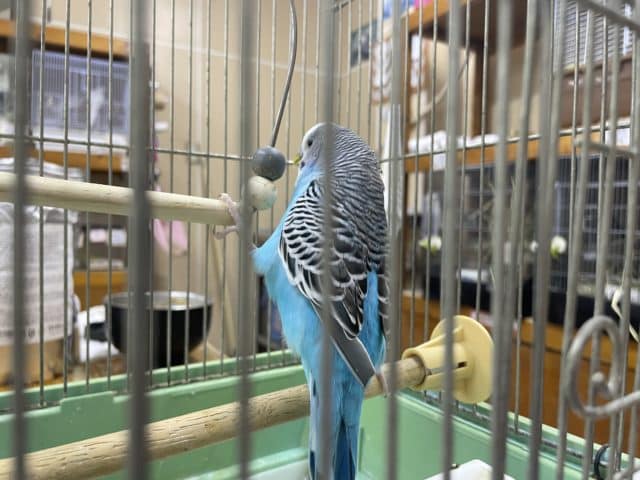 ジャンボセキセイインコ