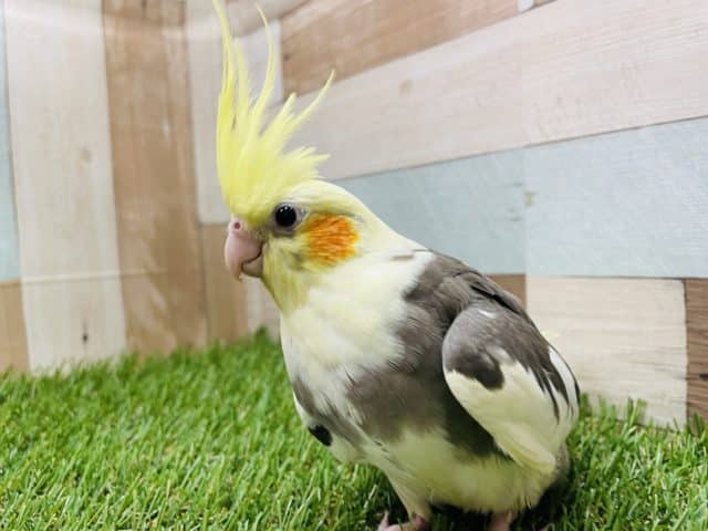 オカメインコ