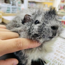 期間限定☆ぷいぷい可愛いモルちゃんたちです♪モルモットフェア開催中！