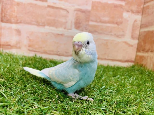 素敵なレインボーカラー♪　セキセイインコ　パステルレインボー入舎です！！　Ｒ４ 　８/１９撮影