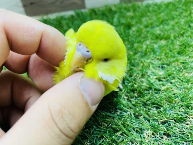 最新画像・動画有り☆ヒナ餌卒業！まん丸お顔に赤目の仔！ジャンボセキセイインコのルチノーカラー！