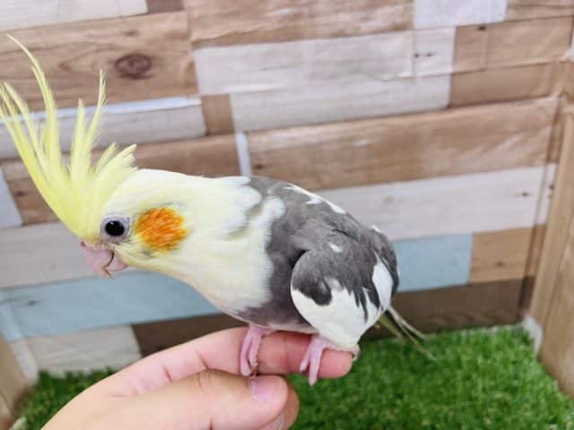 オカメインコ