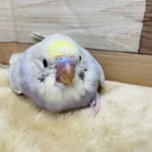 久々入舎のレアカラーの仔！セキセイインコのイエローフェイスライラックカラー！