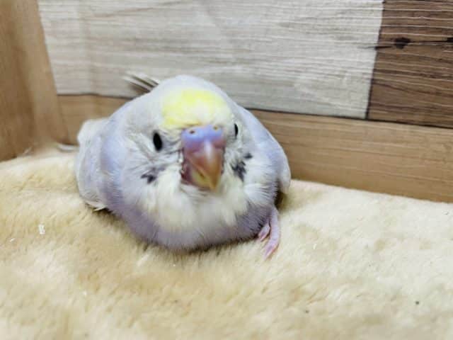 久々入舎のレアカラーの仔！セキセイインコのイエローフェイスライラックカラー！