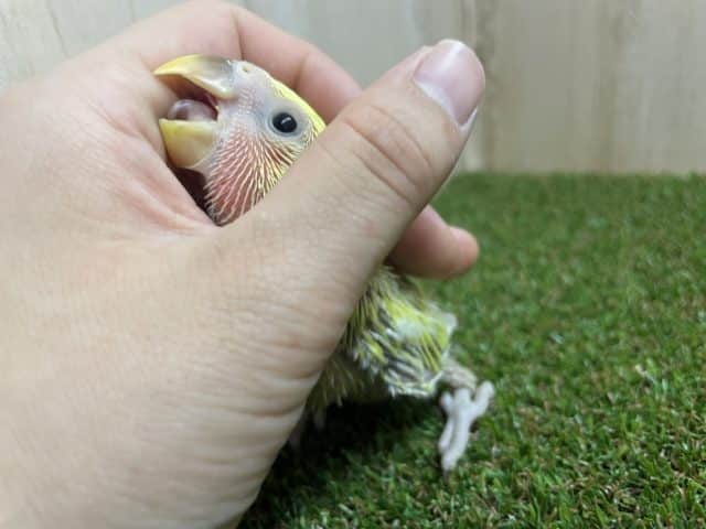 コザクラインコ（小桜インコ）