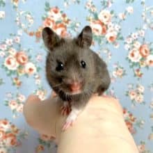 カラーハムスター  ブラック (クロクマハムスター) 女の子 8/21