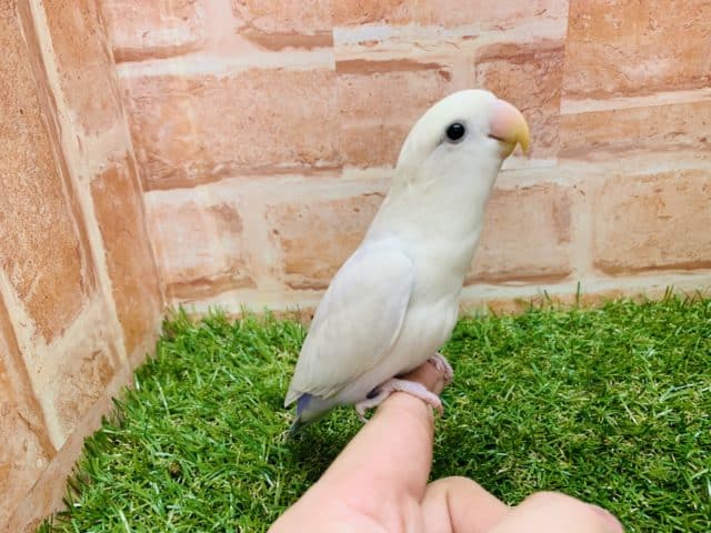 緊急入舎です！　コザクラインコ（パリッドバイオレットシナモン）入舎です！　Ｒ４ ８/２３撮影