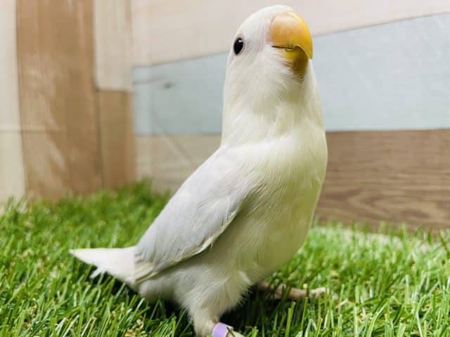 コザクラインコ（小桜インコ）