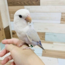 ほんわかカラー♪配色がキレイなコザクラインコ(パリッドバイオレット)さん！
