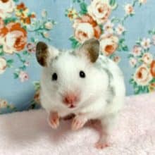 カラーハムスター  ダルメシアン  女の子  8/21