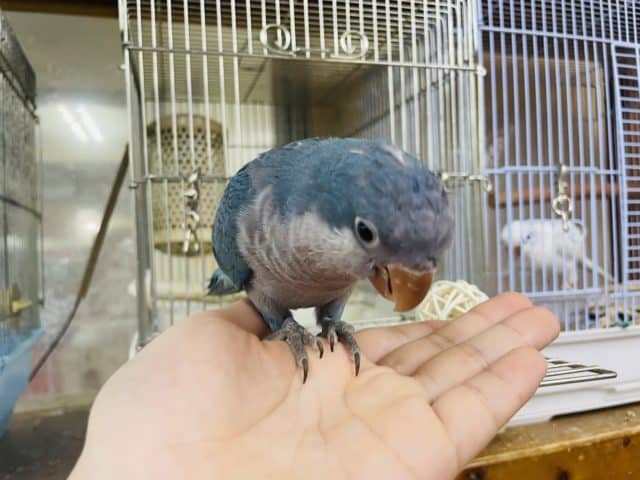 オキナインコ