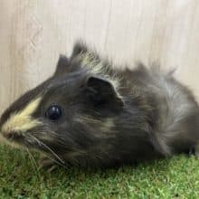 もるもるっとモルちゃんズ！2　モルモット　アビシニアン　女の子