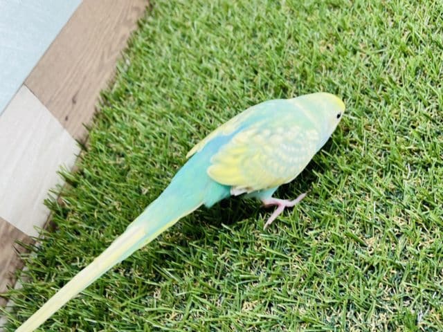 セキセイインコ