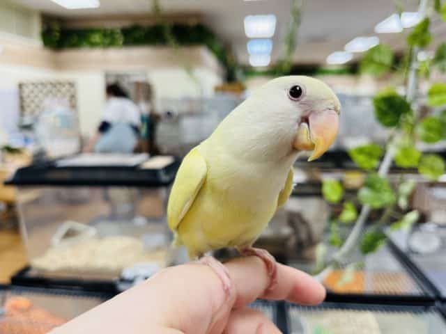 コザクラインコ（小桜インコ）