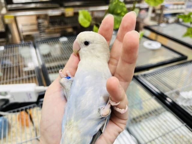 コザクラインコ（小桜インコ）