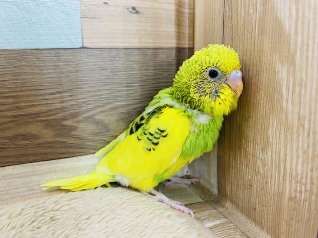 セキセイインコ