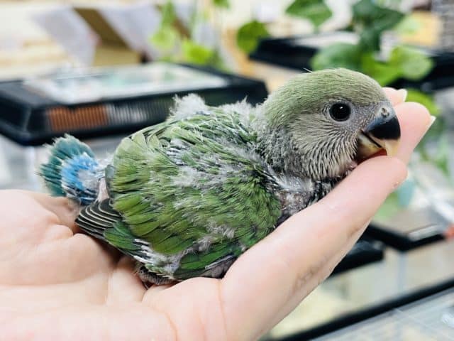 コザクラインコ（小桜インコ）