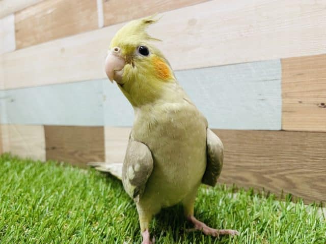 オカメインコ