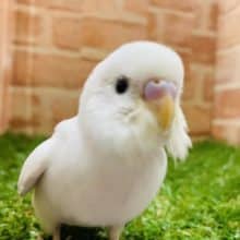 【最新画像有り☆】赤目が苦手な方オススメです　セキセイインコ　ダブルファクター　R４　８／３１撮影