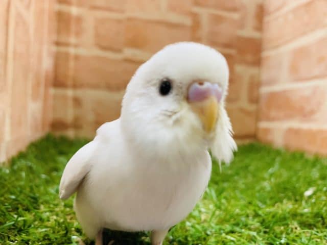 【最新画像有り☆】赤目が苦手な方オススメです　セキセイインコ　ダブルファクター　R４　８／３１撮影