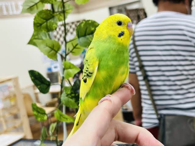 セキセイインコ